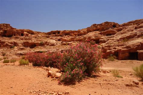 Pink Flowers In Petra Jordan Stock Photo Image Of View Bush 153586306