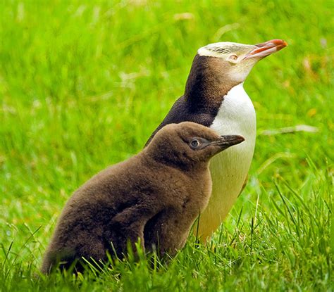 Did you scroll all this way to get facts about yellow eyed penguin? Yellow-Eyed Penguin - Facts, Habitat, Pictures and Predators
