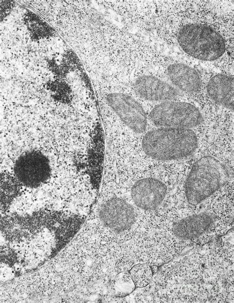 Mitochondria Tem Photograph By David M Phillips Pixels