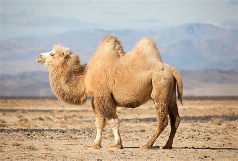 Looking at this camel code has a really odd and disturbing effect on my vision. Camels - Wild Animals News & Facts by World Animal Foundation
