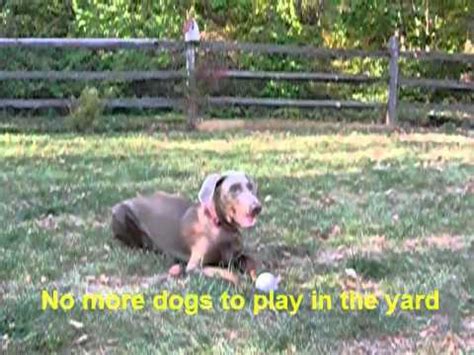 They are 100% committed to ensuring your pet( horses included) are easily identifiable should they go missing. America's Pet Registry, Inc Just An Empty Yard Don't Be ...