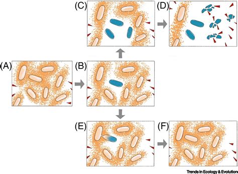 Bacterial Cooperation Through Horizontal Gene Transfer Trends In