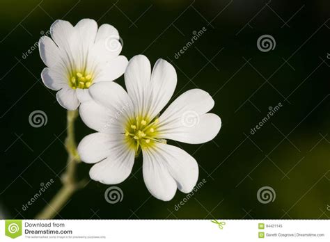 White Spring Blossoms Stock Image Image Of Blossoming 94421145