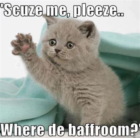 Funny Cat Memes You Have To See Kittens Cutest Funny