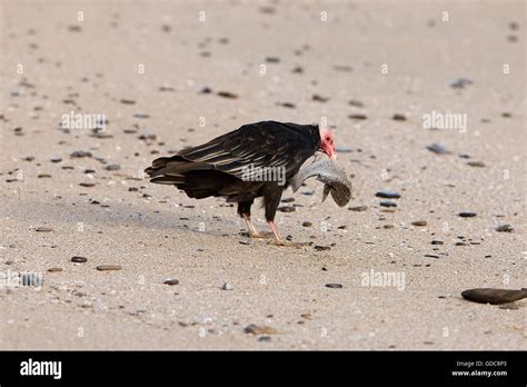 Turkey Vulture Cathartes Aura Adult Eating Fish On Beach Paracas