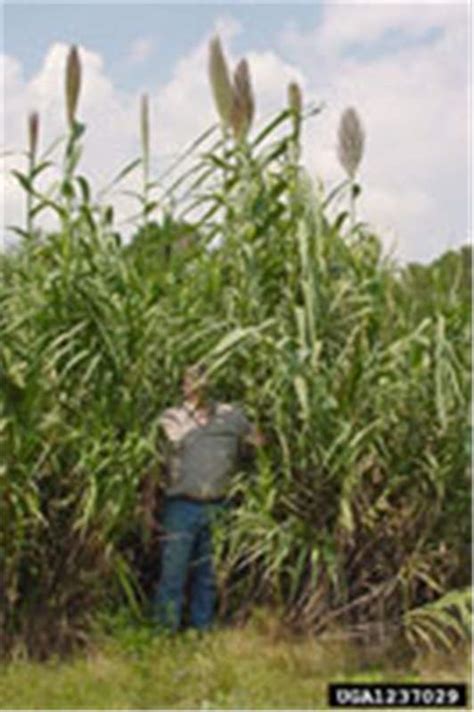 Factsheet Arundo Donax Giant Reed