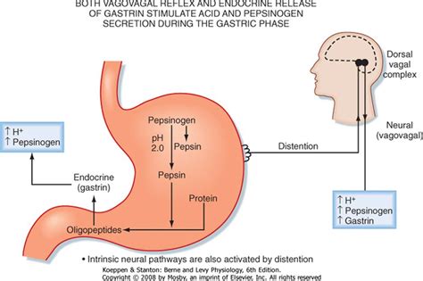 The Gastric Phase Of The Integrated Response To A Meal Berne And Levy