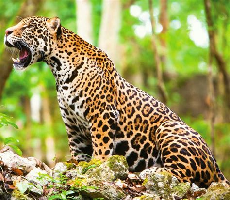 The majestic Jaguar | Private Mexico Tours
