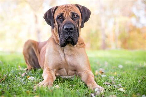 Boerboel South African Mastiff Dog Breed Information And Characteristics