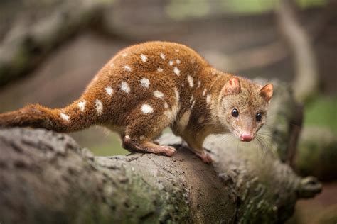 Discover The Australia Cutest Animal Species That Will Make Your Day