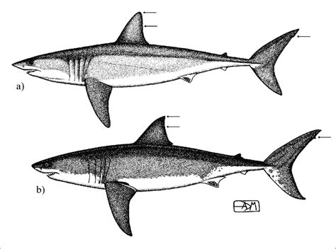 Morphology Of The Shortfin Mako A And The Great White Shark
