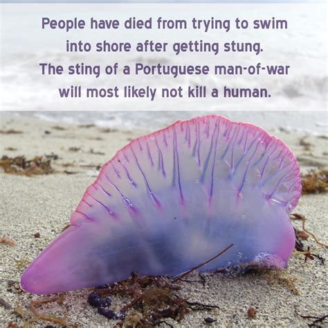 Portuguese militia units under king afonso henriques secured portugal's independence from the kingdom of leon and continued raiding the moorish realms during the reconquista throughout the 12th to 15th century. 15 facts about the Portuguese man-of-war that'll have you ...