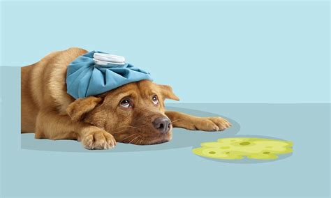 How To Make Your Dog Vomit In Emergency Situations