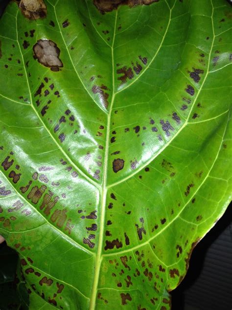 Money tree light brown spots. PLEASE HELP my fiddle leaf fig tree