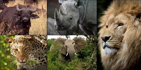 Big 5 Safaris Game Lodges South Africa Big Five Experience