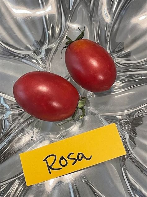 Maglia Rosa Tomato Seeds Etsy