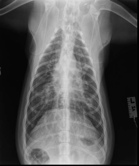 Radiographic Case Study A Coughing Siberian Husky