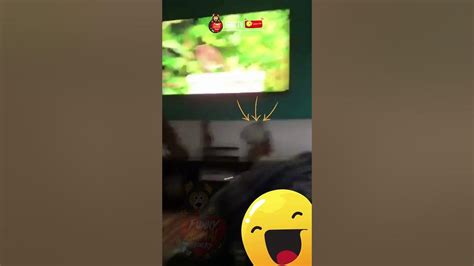 My Cat Jumps On The Tv 😹🐶 Faootv Youtube