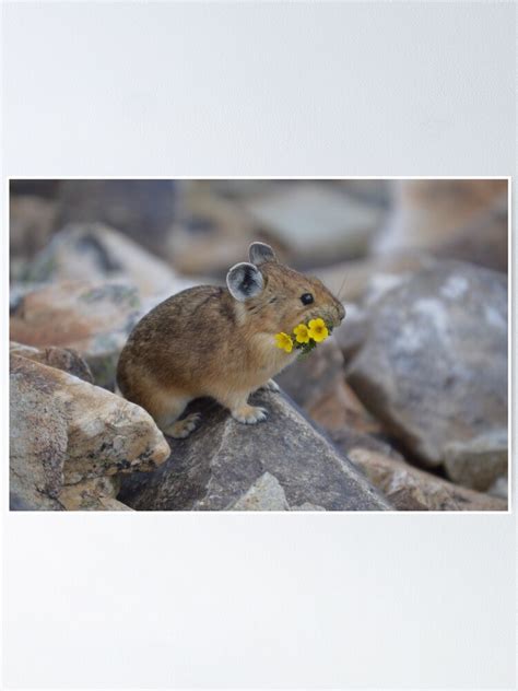 Pika With Flower 1 Poster For Sale By Meredithdumler Redbubble