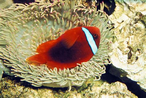 Tomato Clownfish Care Breeding Diet And Behavior Fish Informer