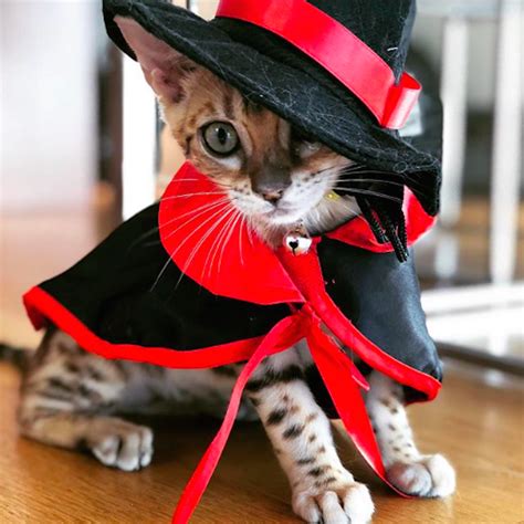 The Best Pet Halloween Costumes For Cats And Dogs