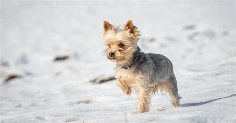 7 Yorkshire Terriers Fun Facts You Didnt Know