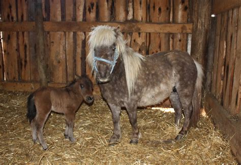 Cute horses pretty horses horse love beautiful horses animals beautiful mini horses baby horses funny horses. Stray Seven Acres: Visit to the Miniature Baby Horses