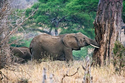 Elephants use their trunks and tusks to help them feed. Elephant eating the wood and bark of a baobab tree | Flickr
