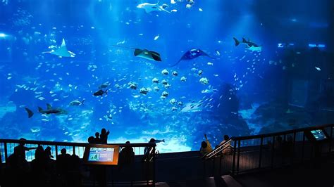 Sea Aquarium Singapore Oceanarium Sentosa Singapore Aquarium Shark