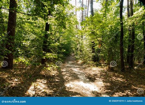 Summer Forest Trees Nature Green Wood Sunlight Backgrounds Stock Image