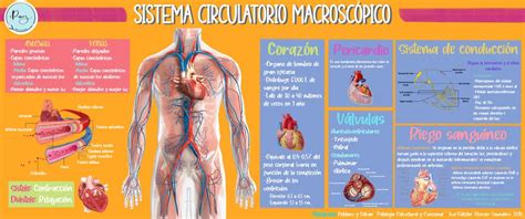 InfografÍa Aparato Cardiovascular MacroscÓpico Paulinamednotes Udocz