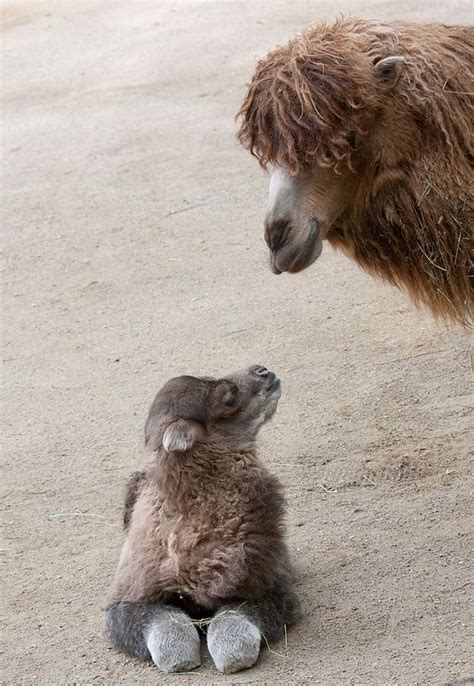 Download this premium photo about mother camel with baby camel, and discover more than 8 million professional stock photos on freepik. Pin on FUR