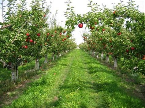 10 Fruit Garden Ideas, Brilliant and also Stunning | Fruit garden, Home