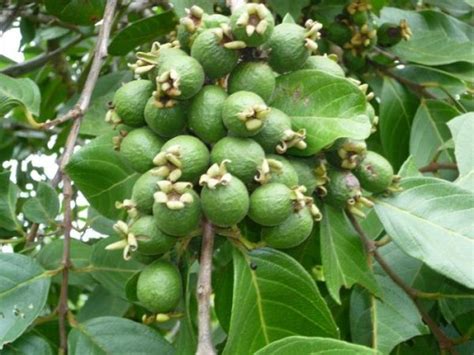 High Density Guava Plantation And Cultivation Agri Farming