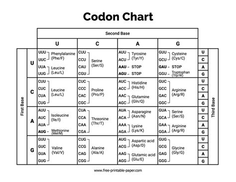 Codon Chart Free Printable