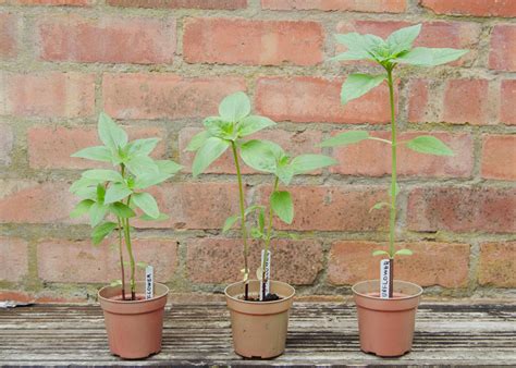 Find out how to grow them in our grow guide. Growing sunflowers with children - Growing Family