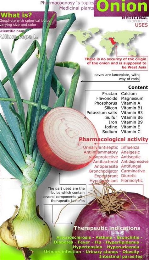 Good Morning ☀️🌻 ☕️ Onion Or Dungri Or Allium Cepa A Medicinal