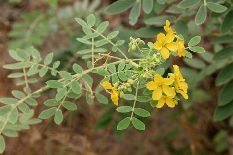 polyploid.net: SW Plants