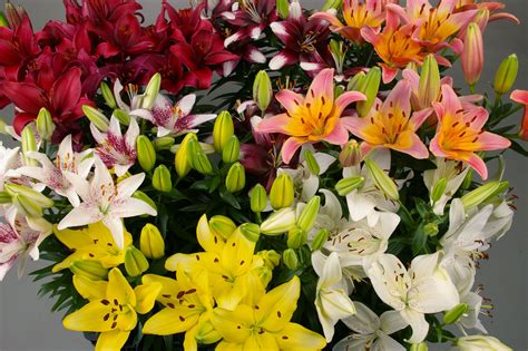 All Passion Lily Varieties Flores