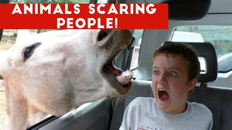 Funniest Animals Scaring People Reactions Of 2018 Weekly Compilation