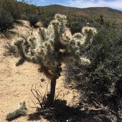 Taking A Day Trip To Joshua Tree From La Joshua Tree Day Trip