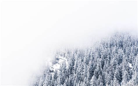 Thick Fogs Hovering Over Snow Covered Pine Trees Macbook Air Wallpaper