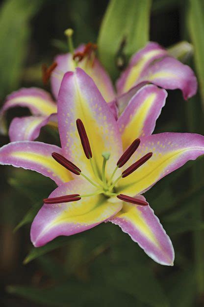 Top 10 Lilies To Love Flower Gardening Birds And Blooms