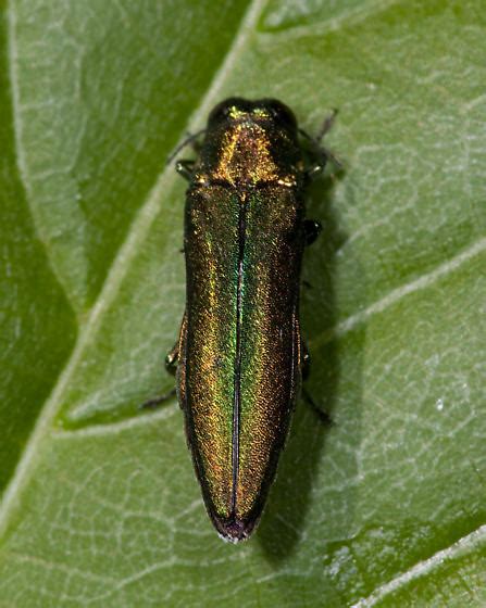 Green Buprestid From Indiana Agrilus Planipennis Bugguidenet