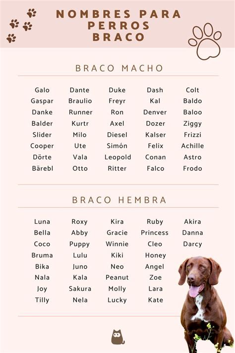Nombres Para Perros Braco ¡más De 50 Ideas Nombres Para Perro Hembra Nombres Para Perros