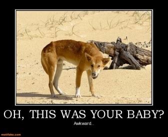 Find and save the dingo ate my baby memes | from instagram, facebook, tumblr, twitter & more. That dingo ate your baby | Dingos | Pinterest | Babies