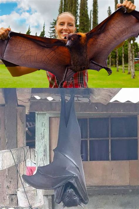 The Giant Crowned Flying Fox Is A Human Size Bat From The Philippines
