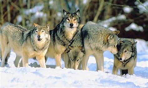 Infofiles How Large Is A Wolf Packs Territory