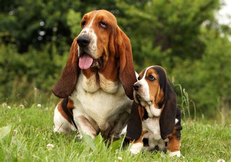 Are Basset Hound Related To Blood Hounds