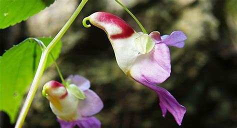 Provare a stilare una classifica dei fiori più belli del mondo è davvero difficile. I fiori più strani e curiosi del mondo